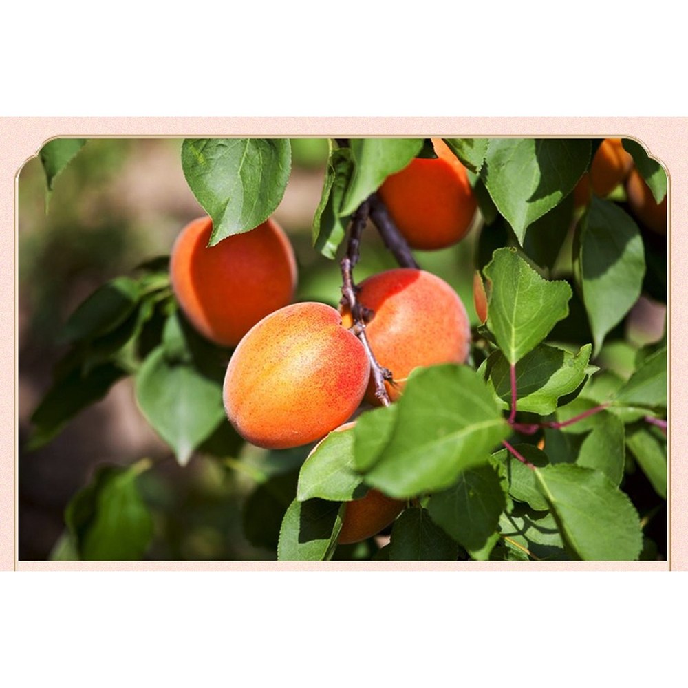 Dried Seedless Apricot 250g [ Product of Turkey ] — view 2