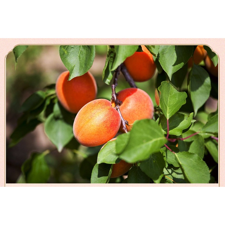 Dried Seedless Apricot 250g [ Product of Turkey ] — view 5