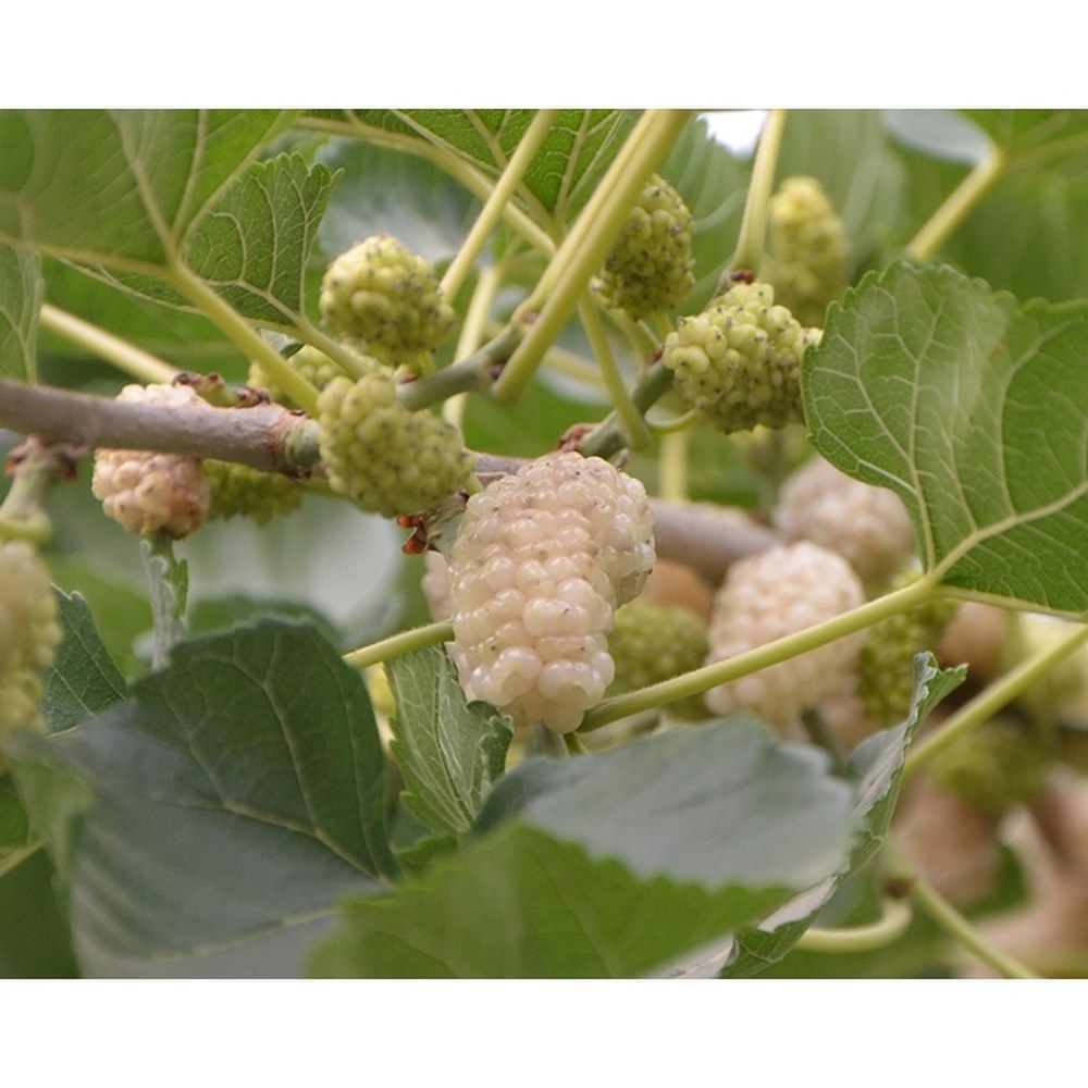 Natural Black Mulberry 1kg / White Mulberry 1kg — view 2