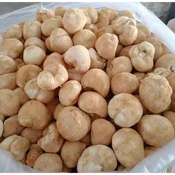 Lion’s Mane Mushroom 100g — view 3