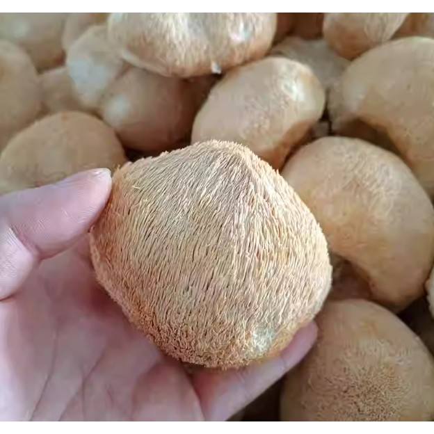 Lion’s Mane Mushroom 100g — view 4