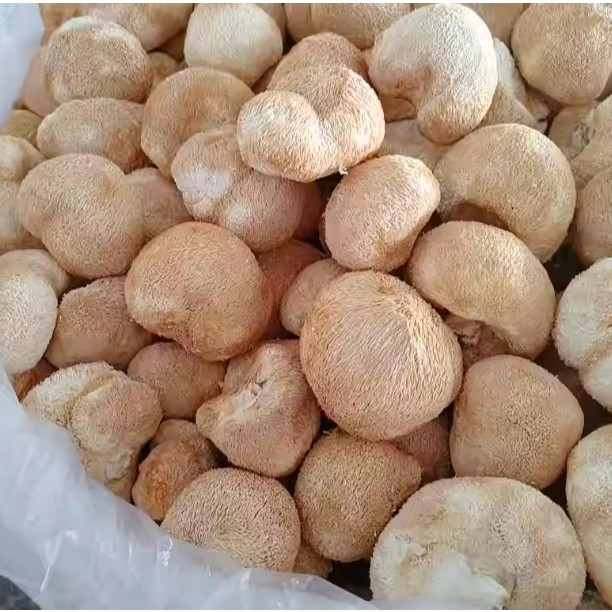 Lion’s Mane Mushroom 100g — view 5