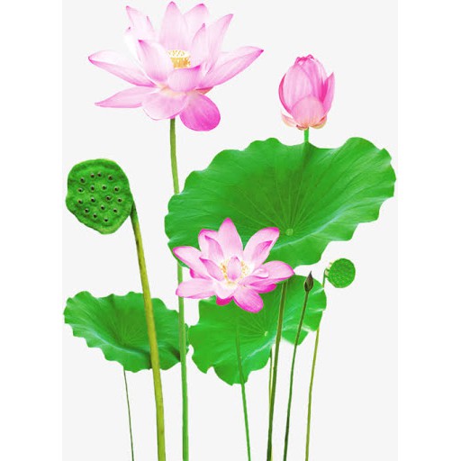 Lotus Core Tea 200g — view 6