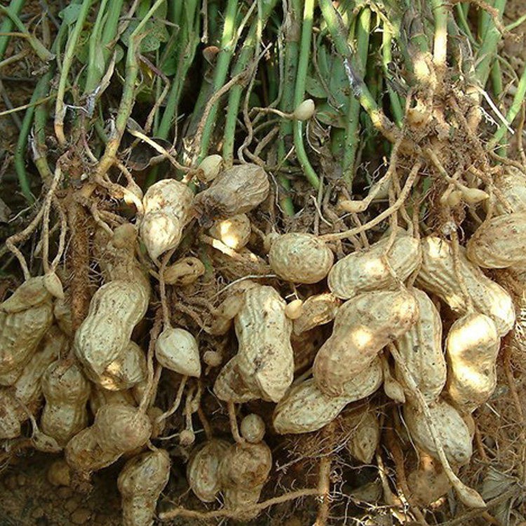 Peanut 500g — view 5